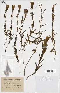 spécimen de Gentiana pneumonanthe