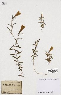 spécimen de Gentiana pneumonanthe