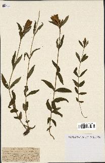 spécimen de Gentiana pneumonanthe