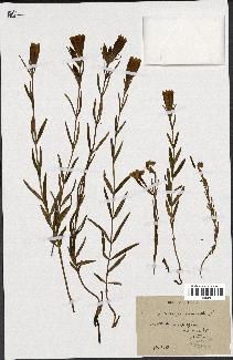 spécimen de Gentiana pneumonanthe
