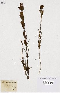 spécimen de Gentiana pneumonanthe