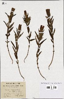 spécimen de Gentiana pneumonanthe