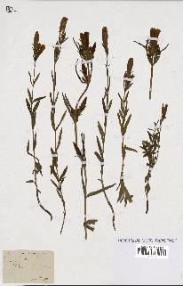 spécimen de Gentiana pneumonanthe