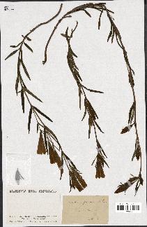 spécimen de Gentiana pneumonanthe