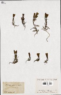 spécimen de Gentiana pneumonanthe