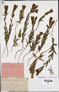 spécimen de Gentiana pneumonanthe