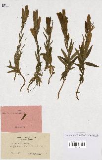 spécimen de Gentiana pneumonanthe