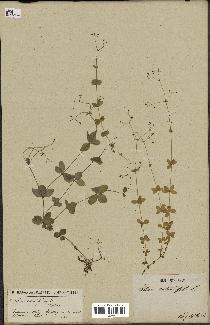 spécimen de Galium rotundifolium