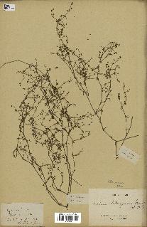 spécimen de Galium tetragonum