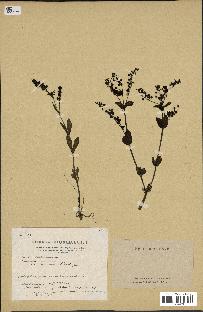 spécimen de Veronica anagalloides