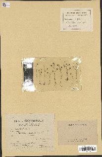 spécimen de Veronica acinifolia