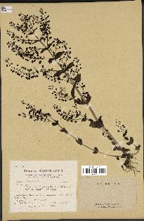 spécimen de Veronica anagallis-aquatica