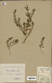 spécimen de Teucrium decipiens