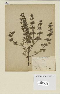 spécimen de Teucrium botrys