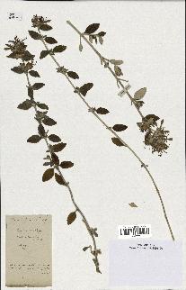 spécimen de Teucrium fruticans