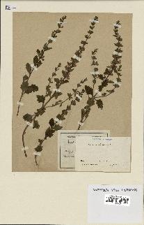 spécimen de Teucrium lucidum