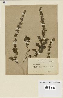 spécimen de Teucrium lucidum