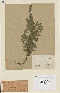 spécimen de Teucrium scordium