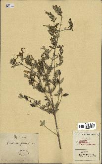 spécimen de Teucrium fruticans