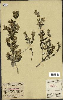 spécimen de Teucrium fruticans