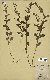 spécimen de Teucrium lucidum