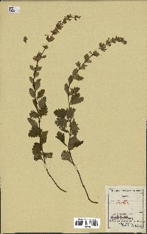 spécimen de Teucrium lucidum