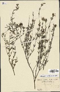 spécimen de Teucrium fruticans