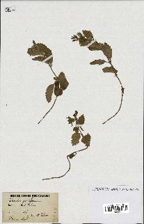 spécimen de Calamintha grandiflora