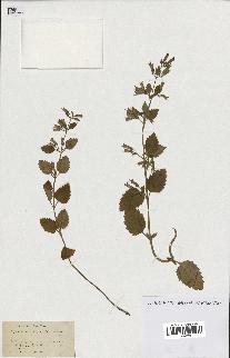 spécimen de Calamintha grandiflora