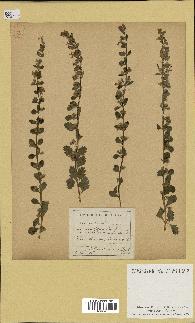 spécimen de Teucrium lucidum