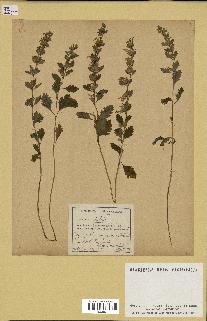 spécimen de Teucrium lucidum