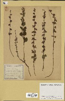 spécimen de Teucrium lucidum