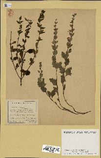 spécimen de Teucrium lucidum