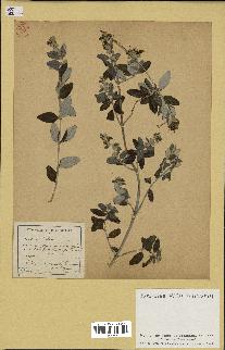 spécimen de Teucrium fruticans