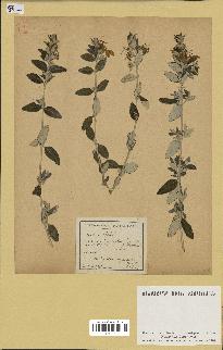 spécimen de Teucrium fruticans