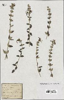 spécimen de Teucrium fruticans