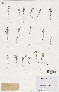 spécimen de Sideritis montana