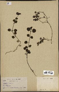 spécimen de Mitchella repens