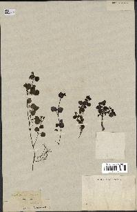 spécimen de Mitchella repens