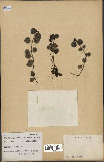 spécimen de Mitchella repens