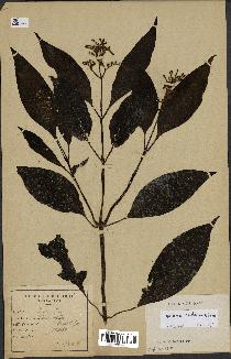 spécimen de Ophiorrhiza cantonensis