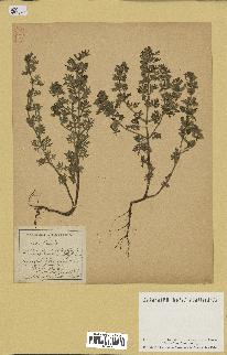 spécimen de Teucrium botrys