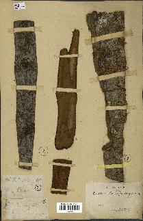 spécimen de Cinchona officinalis