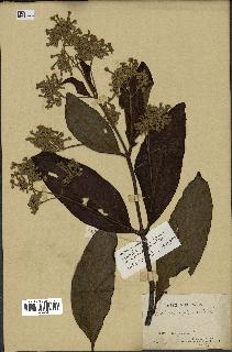 spécimen de Cinchona officinalis