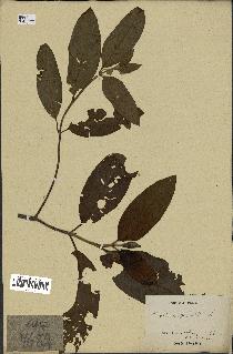 spécimen de Cinchona officinalis