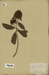 spécimen de Cinchona officinalis