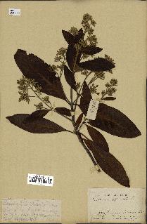 spécimen de Cinchona officinalis
