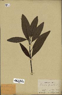 spécimen de Cinchona officinalis