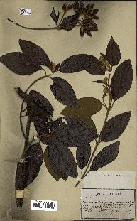 spécimen de Cinchona officinalis