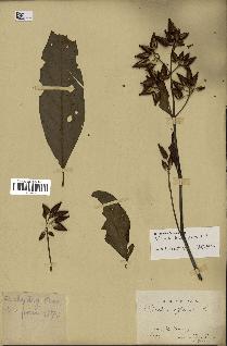 spécimen de Cinchona officinalis